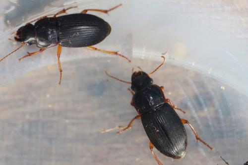 Réf. 277 209 : Harpalus latus